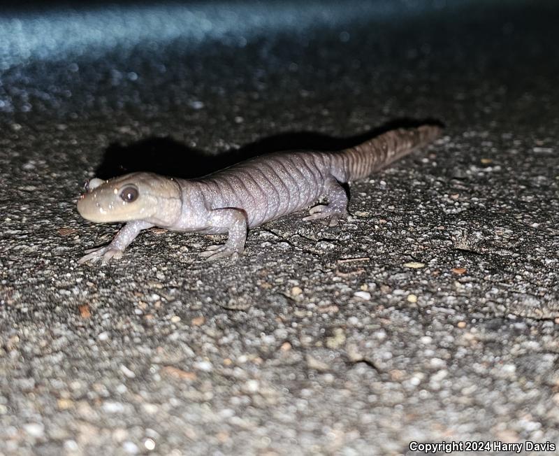 Jefferson Salamander (Ambystoma jeffersonianum)