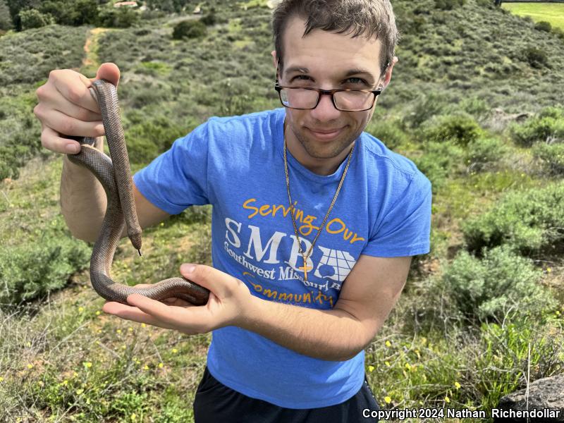 Coastal Rosy Boa (Lichanura trivirgata roseofusca)