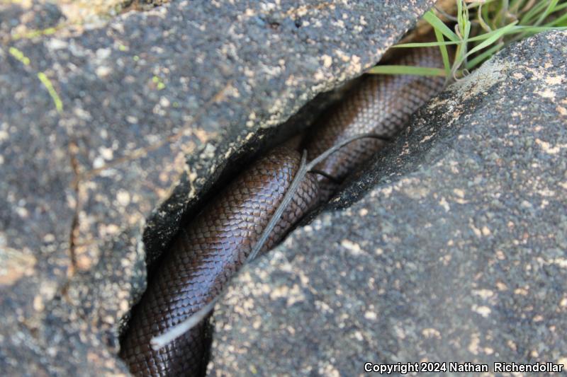 Coastal Rosy Boa (Lichanura trivirgata roseofusca)