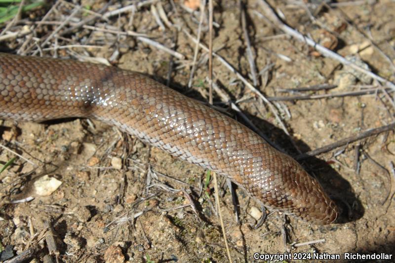 Coastal Rosy Boa (Lichanura trivirgata roseofusca)