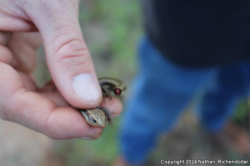 Gilbert's Skink (Plestiodon gilberti)