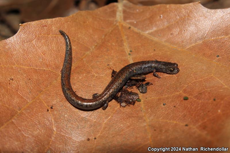 Gregarious Slender Salamander (Batrachoseps gregarius)