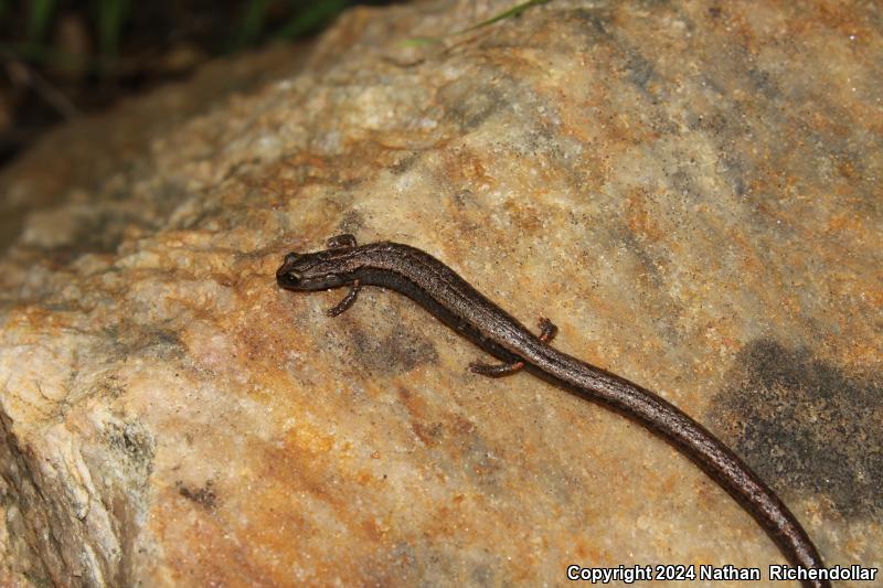 Kings River Slender Salamander (Batrachoseps regius)