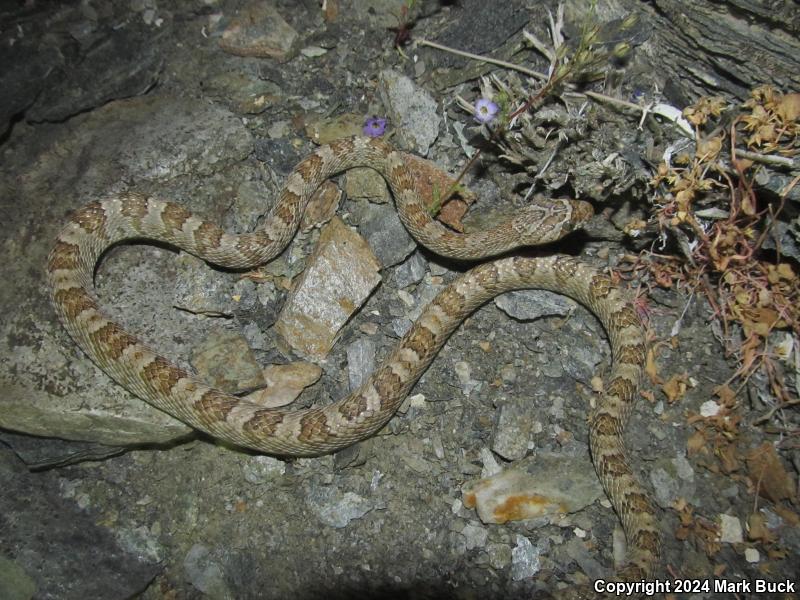 Baja California Lyresnake (Trimorphodon biscutatus lyrophanes)