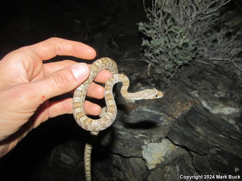 Baja California Lyresnake (Trimorphodon biscutatus lyrophanes)