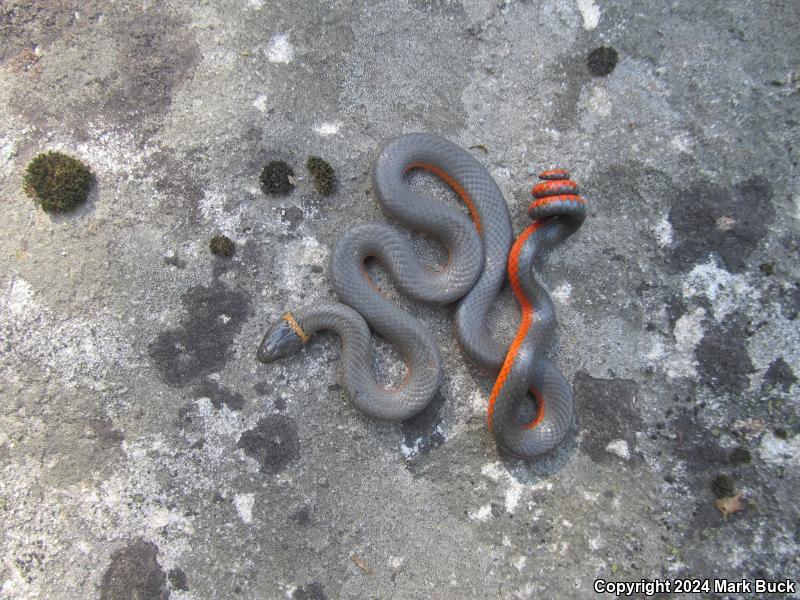 Coral-bellied Ring-necked Snake (Diadophis punctatus pulchellus)