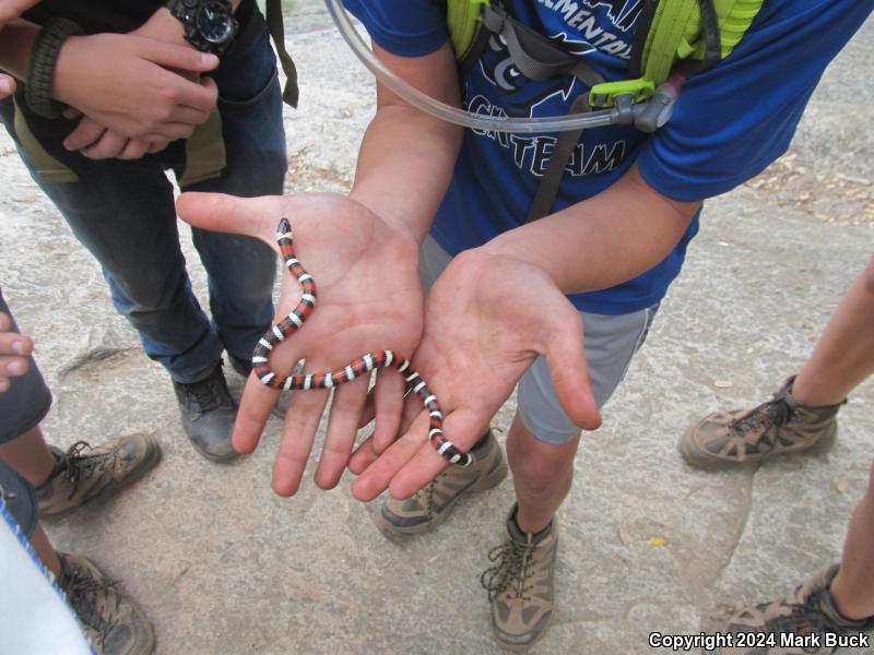 Sierra Mountain Kingsnake (Lampropeltis zonata multicincta)