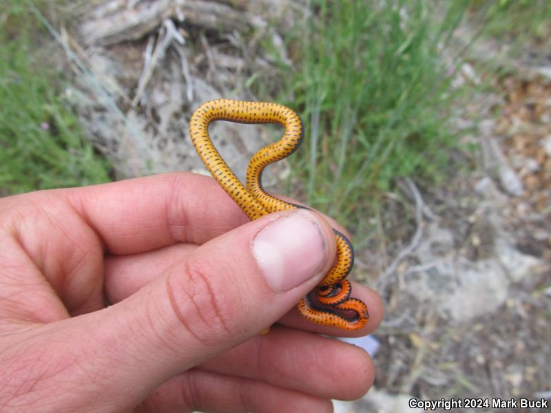 Coral-bellied Ring-necked Snake (Diadophis punctatus pulchellus)