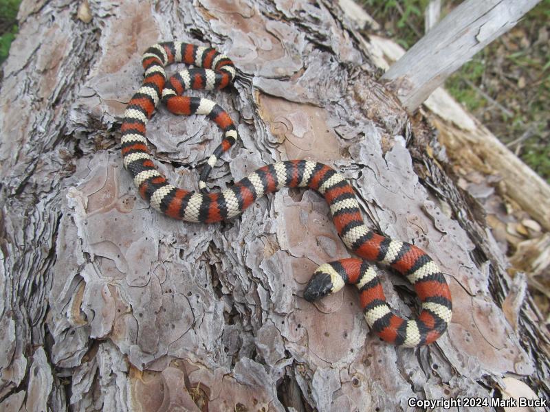 Sierra Mountain Kingsnake (Lampropeltis zonata multicincta)