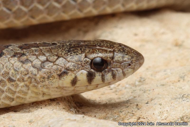 Large-nosed Earthsnake (Conopsis nasus)