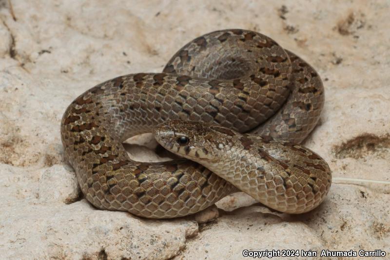 Large-nosed Earthsnake (Conopsis nasus)