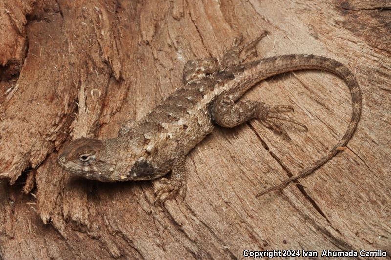 Rough Lizard (Sceloporus horridus)