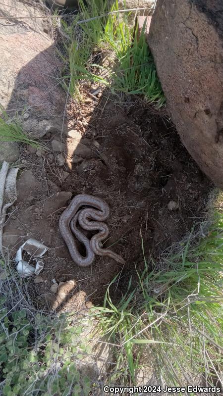 Coastal Rosy Boa (Lichanura trivirgata roseofusca)