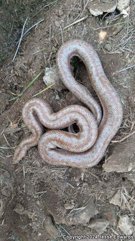 Coastal Rosy Boa (Lichanura trivirgata roseofusca)