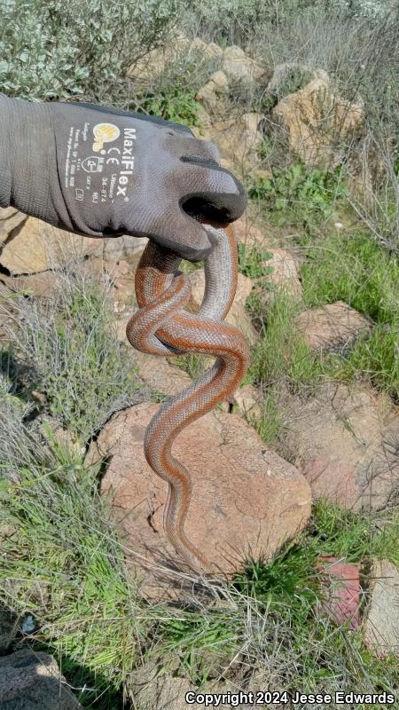 Coastal Rosy Boa (Lichanura trivirgata roseofusca)