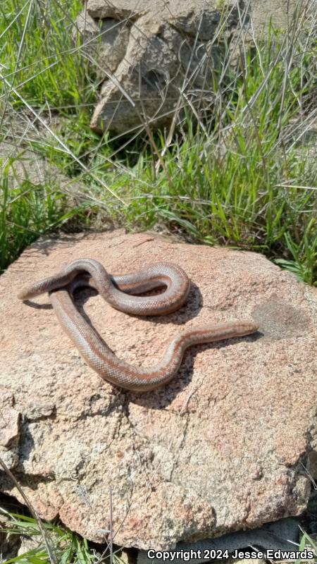 Coastal Rosy Boa (Lichanura trivirgata roseofusca)