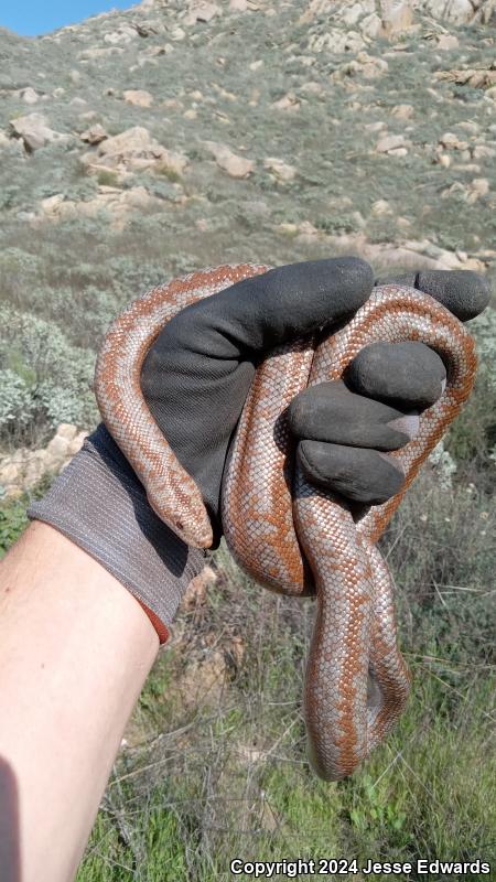 Coastal Rosy Boa (Lichanura trivirgata roseofusca)