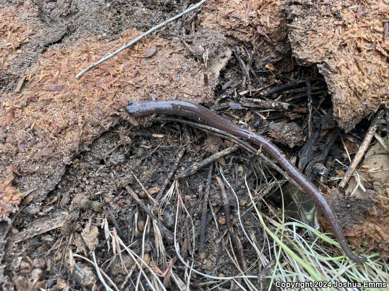 Garden Slender Salamander (Batrachoseps major major)