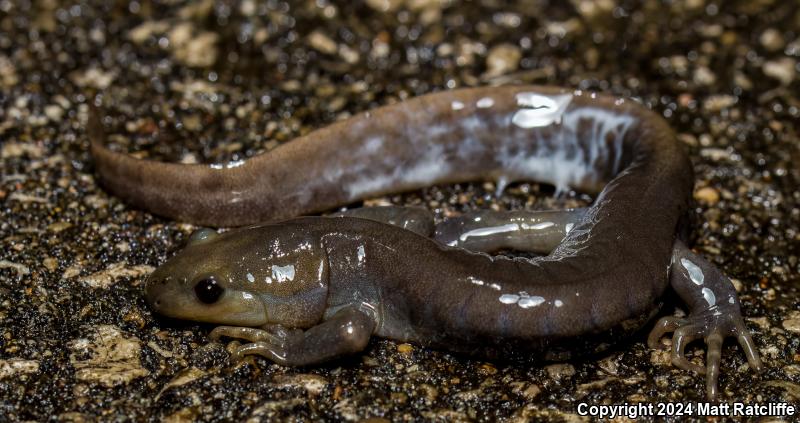 Jefferson Salamander (Ambystoma jeffersonianum)