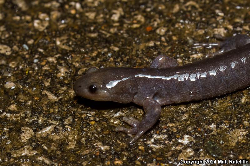 Jefferson Salamander (Ambystoma jeffersonianum)