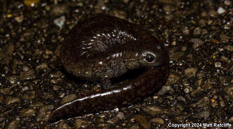 Streamside Salamander (Ambystoma barbouri)