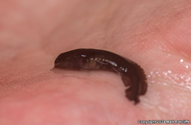 Marbled Salamander (Ambystoma opacum)