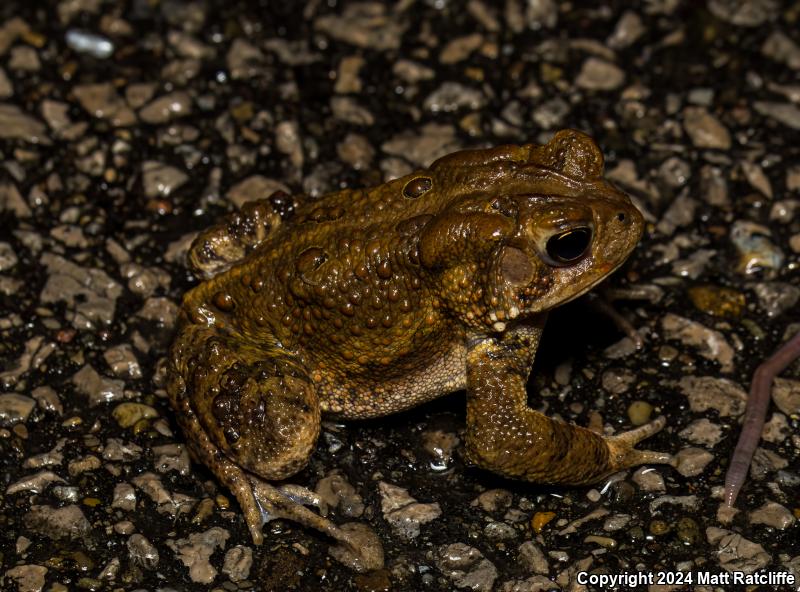 Eastern American Toad (Anaxyrus americanus americanus)