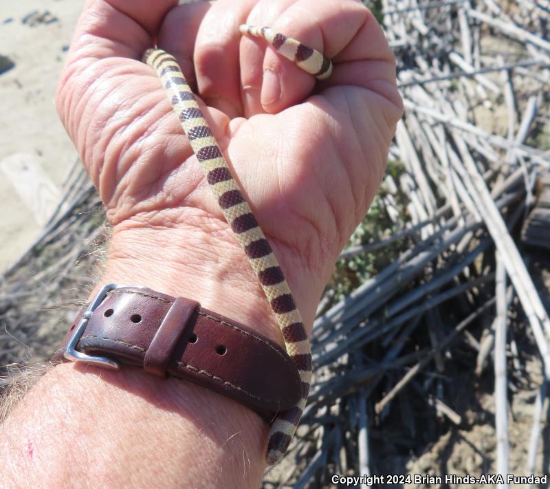 Mojave Shovel-nosed Snake (Chionactis occipitalis occipitalis)