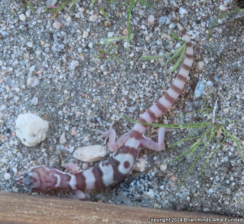 Desert Banded Gecko (Coleonyx variegatus variegatus)