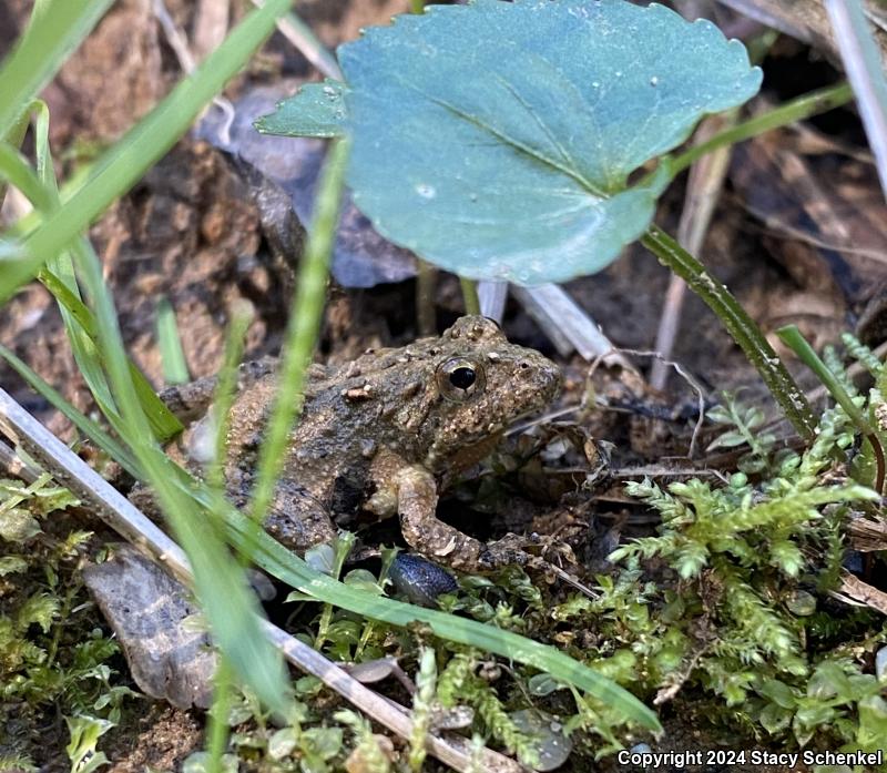 Northern Cricket Frog (Acris crepitans)