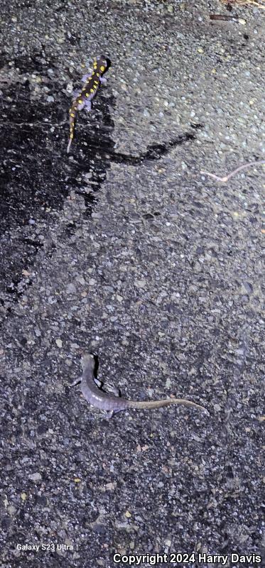Spotted Salamander (Ambystoma maculatum)