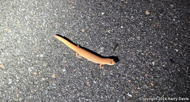 Spring Salamander (Gyrinophilus porphyriticus)