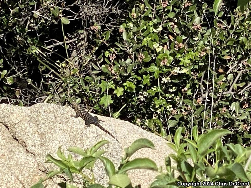 Granite Spiny Lizard (Sceloporus orcutti)