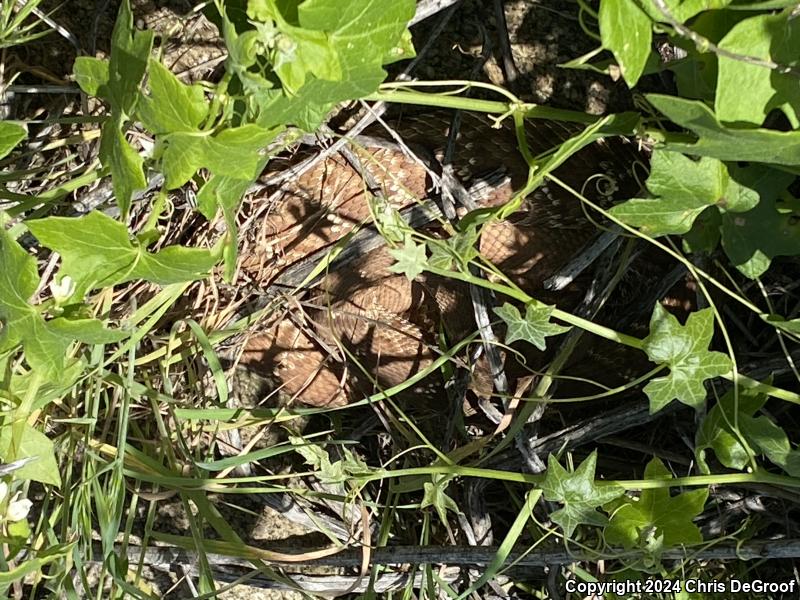 Red Diamond Rattlesnake (Crotalus ruber)