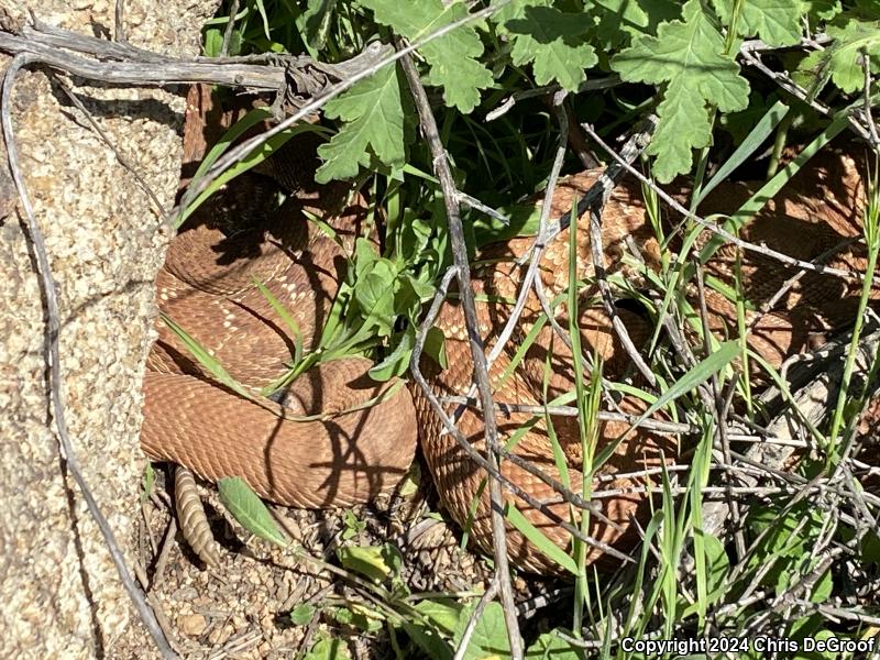 Red Diamond Rattlesnake (Crotalus ruber)