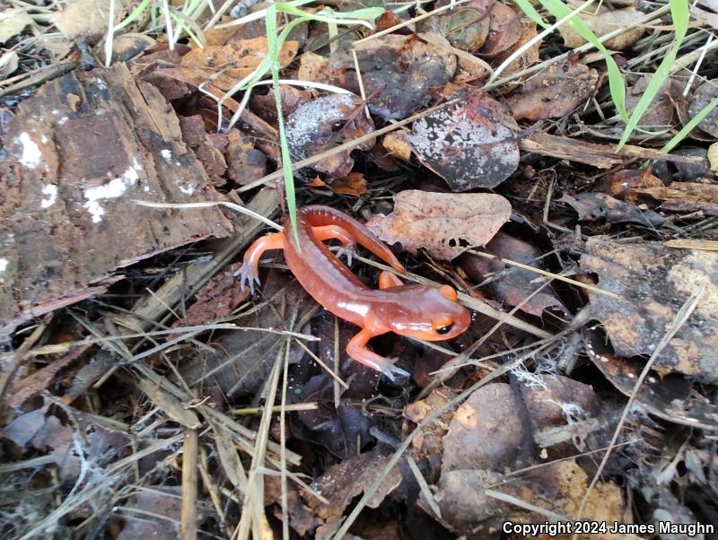 Monterey Ensatina (Ensatina eschscholtzii eschscholtzii)