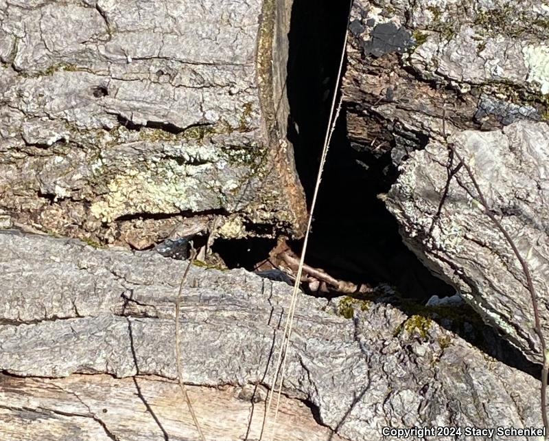 Eastern Fence Lizard (Sceloporus undulatus)