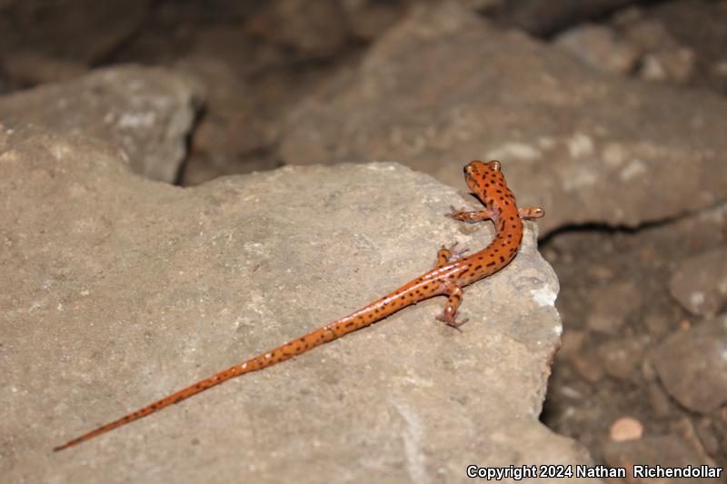 Cave Salamander (Eurycea lucifuga)