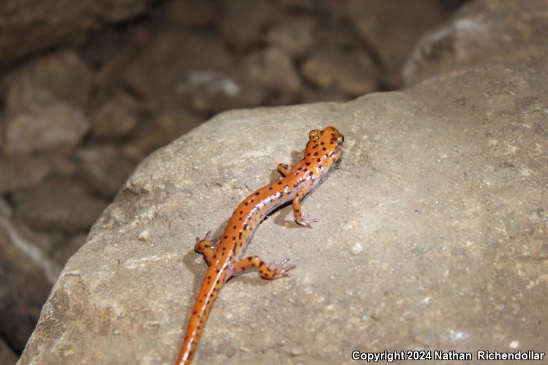 Cave Salamander (Eurycea lucifuga)