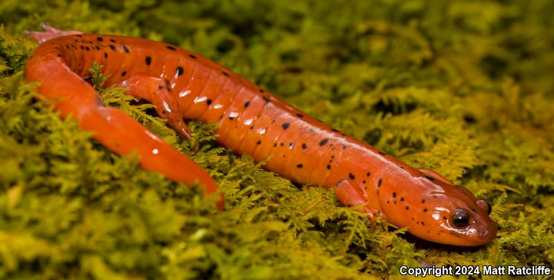 Midland Mud Salamander (Pseudotriton montanus diastictus)