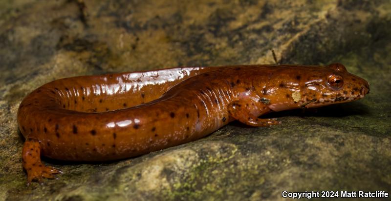 Kentucky Spring Salamander (Gyrinophilus porphyriticus duryi)