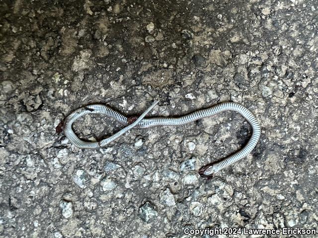 Forest Sharp-tailed Snake (Contia longicaudae)