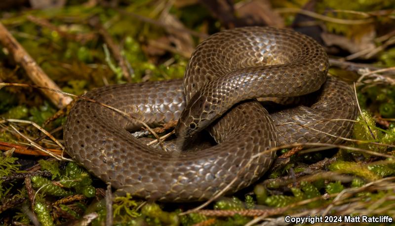 Eastern Smooth Earthsnake (Virginia valeriae valeriae)