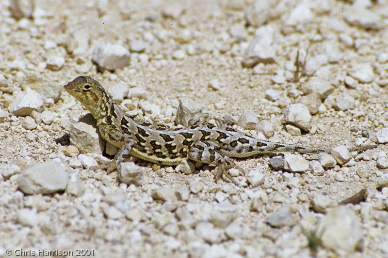 Northern Spot-tailed Earless Lizard (Holbrookia lacerata lacerata)