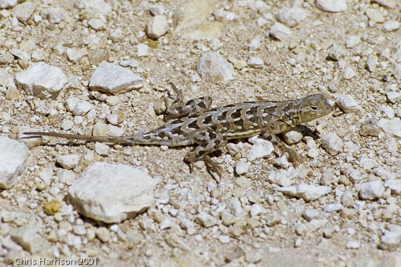 Northern Spot-tailed Earless Lizard (Holbrookia lacerata lacerata)