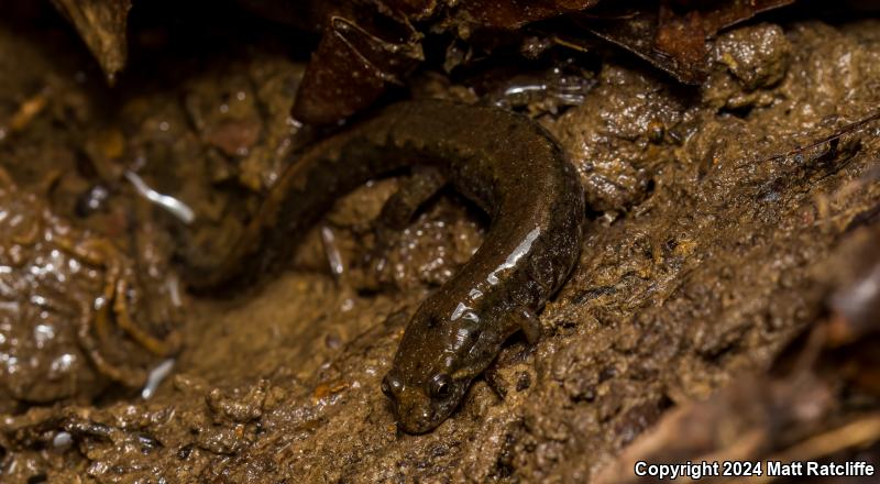 Northern Dusky Salamander (Desmognathus fuscus)