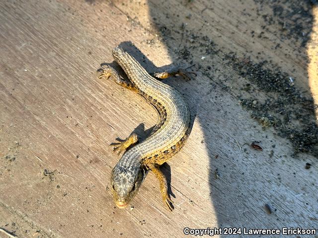 Shasta Alligator Lizard (Elgaria coerulea shastensis)