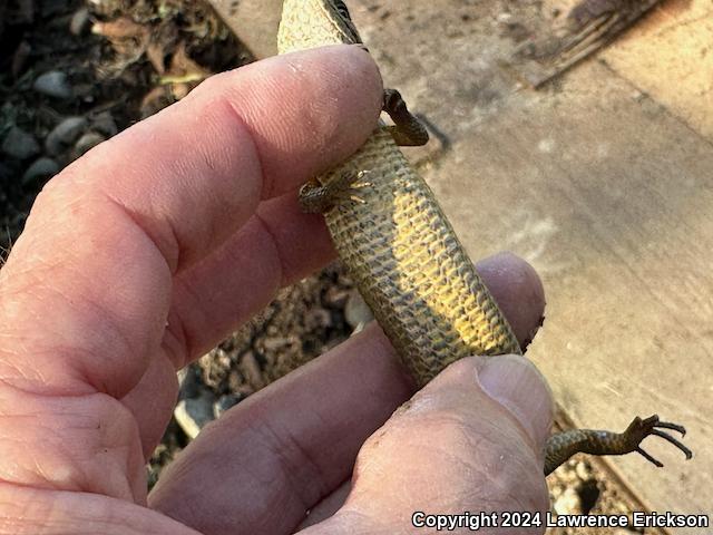 Shasta Alligator Lizard (Elgaria coerulea shastensis)