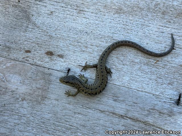 Shasta Alligator Lizard (Elgaria coerulea shastensis)