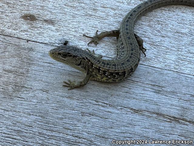 Shasta Alligator Lizard (Elgaria coerulea shastensis)